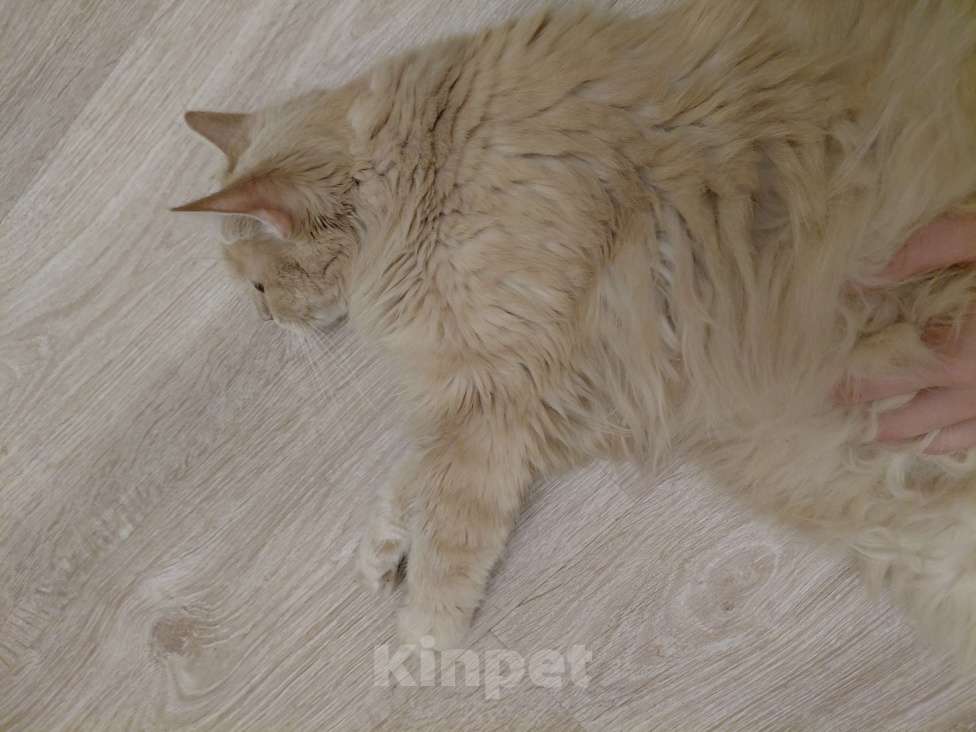 Кошки в Москве: Отдам кошку в добрые руки, Москва Девочка, Бесплатно - фото 5