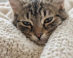 Кошки в Красногорске: Котенок Мелисса в добрые руки Девочка, Бесплатно - фото 6