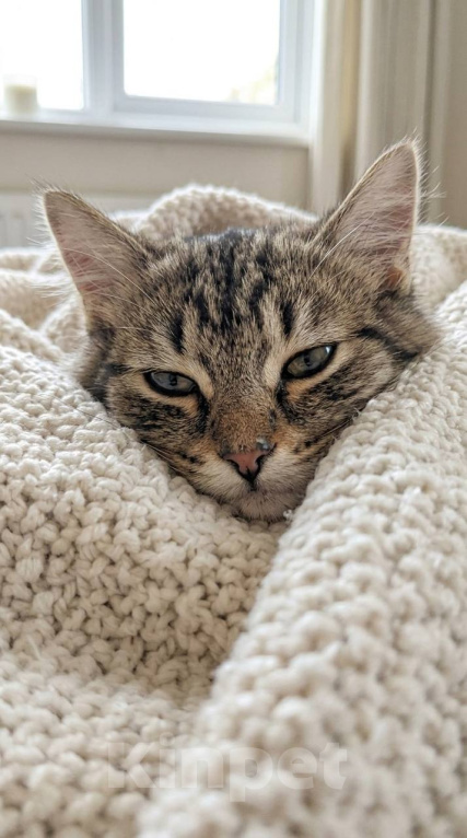 Кошки в Красногорске: Котенок Мелисса в добрые руки Девочка, Бесплатно - фото 6