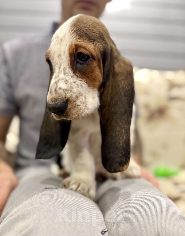 Собаки в Санкт-Петербурге: Бассет-хаунд щенки с родословной  Девочка, 45 000 руб. - фото 4