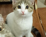 Кошки в Ростове-на-Дону: Котенок девочка Девочка, Бесплатно - фото 1