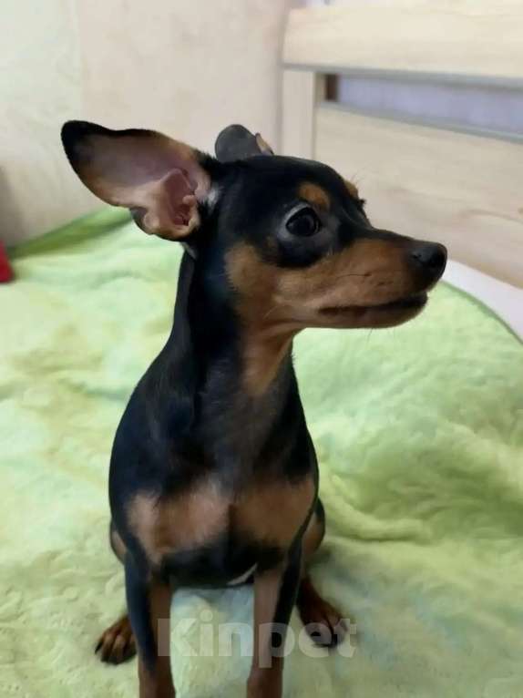 Собаки в Москве: Щенок пражский крысарик Девочка, 50 000 руб. - фото 3