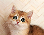 Кошки в Донецке: Британский короткошерстный котенок BRI ny 12 boy Мальчик, 40 000 руб. - фото 5