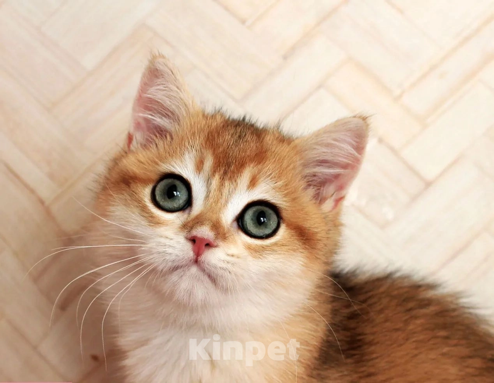 Кошки в Донецке: Британский короткошерстный котенок BRI ny 12 boy Мальчик, 40 000 руб. - фото 5
