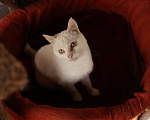 Кошки в Зеленограде: Котик Абрау в добрые руки Мальчик, Бесплатно - фото 2
