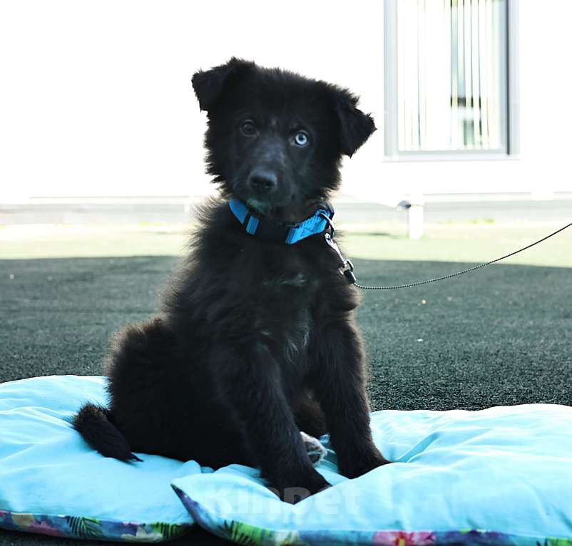 Собаки в Москве: Щенок бесплатно в Москве Мальчик, Бесплатно - фото 1