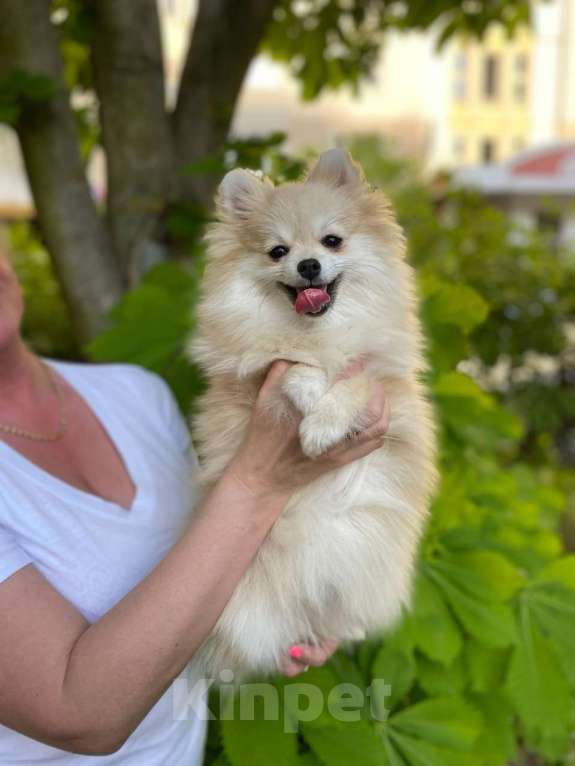 Собаки в Одинцово: Кремовая девочка Девочка, 30 000 руб. - фото 1