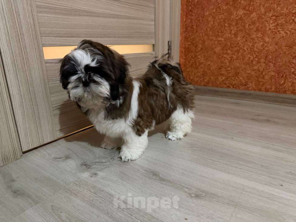 Собаки в Тамбове: Девочка Ши-тцу.  Девочка, 80 000 руб. - фото 1