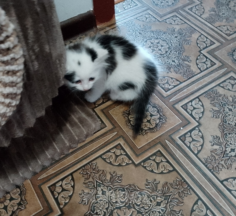Кошки в Москве: Миланья в добрые руки Девочка, Бесплатно - фото 2