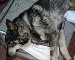 Собаки в Королеве: 🆘 ПРОПАЛА СОБАКА 🆘 г. Королёв, ул. Фрунзе Мальчик, 1 руб. - фото 1