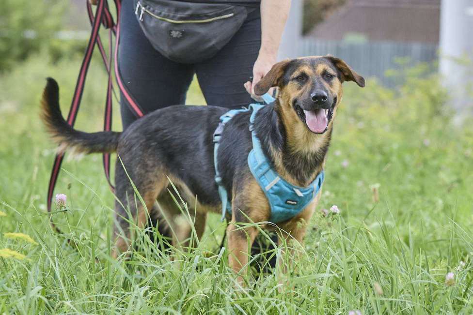 Собаки в Москве: Пеле ищет свои родителей  Мальчик, Бесплатно - фото 2