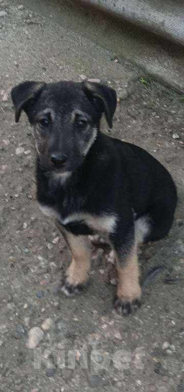 Собаки в других городах Краснодарского края: В добрые руки Девочка, Бесплатно - фото 1