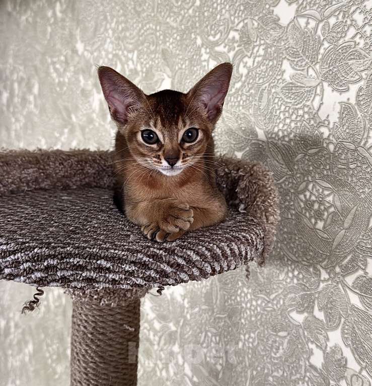 Кошки в Краснодаре: Абиссинские котята готовы к переезду  Девочка, 30 000 руб. - фото 2
