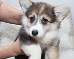 Собаки в Краснодаре: Вельш корги пемброк - шикарные щенки Мальчик, 55 000 руб. - фото 5