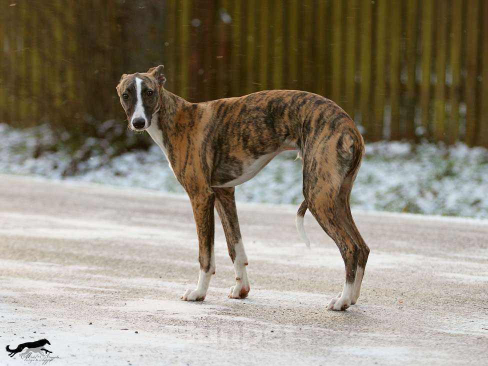 Собаки в Москве: Тигровый уиппет  Мальчик, 130 000 руб. - фото 8