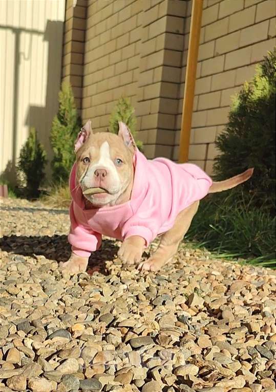 Собаки в других городах Краснодарского края: Американский Булли щенки Мальчик, 60 000 руб. - фото 2