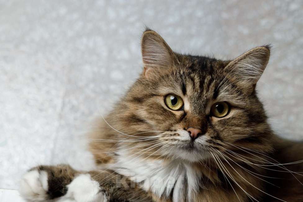 Кошки в Москве: Сибирская кошка-красавица Алиса в дар Девочка, 1 руб. - фото 7