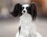 Собаки в Рыбинске: 🐕 Продаётся очаровательная девочка — континентальный той‑спаниель (папильон)! 🎀 Девочка, 70 000 руб. - фото 5