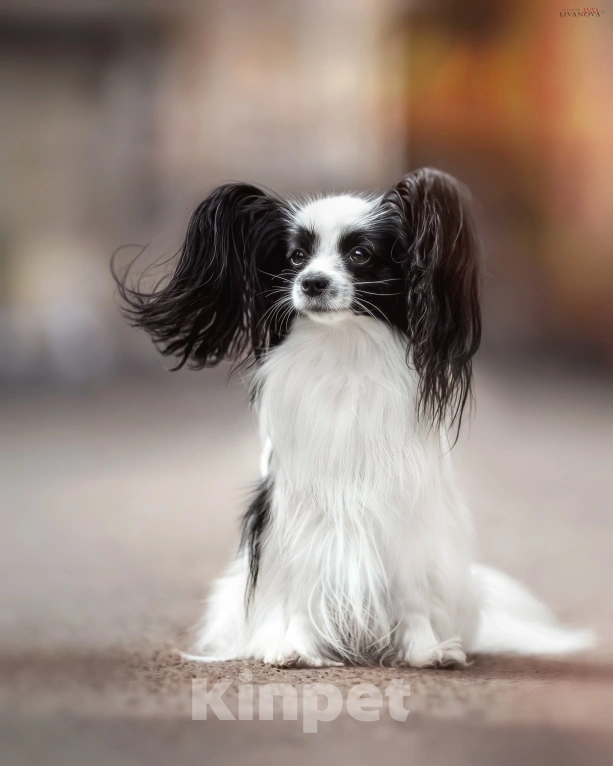 Собаки в Рыбинске: 🐕 Продаётся очаровательная девочка — континентальный той‑спаниель (папильон)! 🎀 Девочка, 70 000 руб. - фото 5
