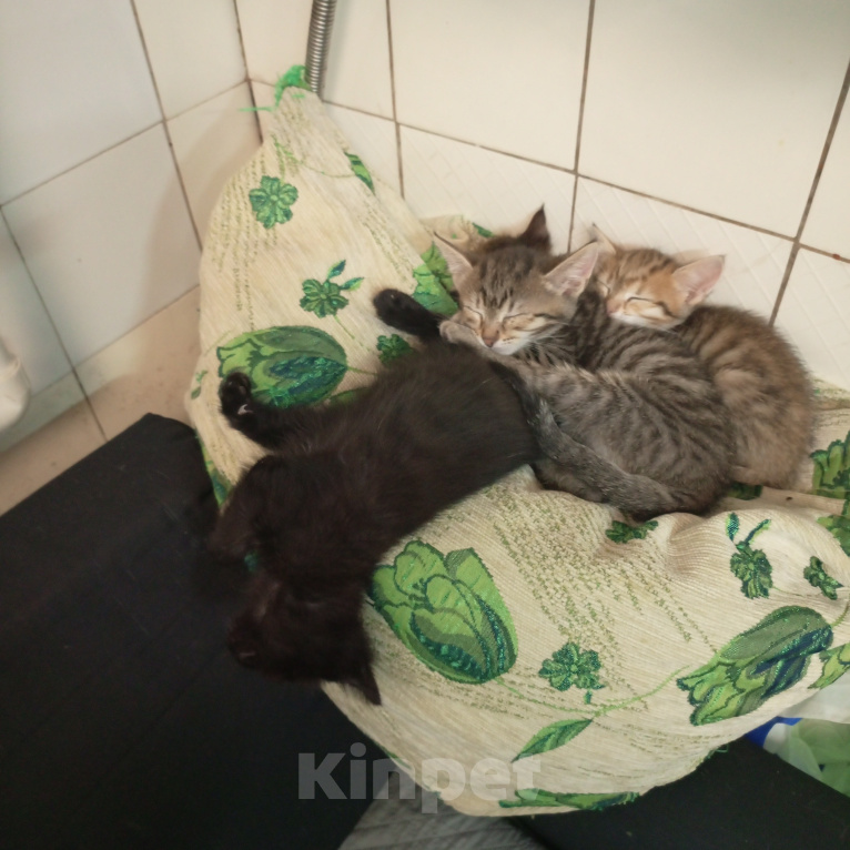 Кошки в Химках: В дар Разнополые, Бесплатно - фото 2