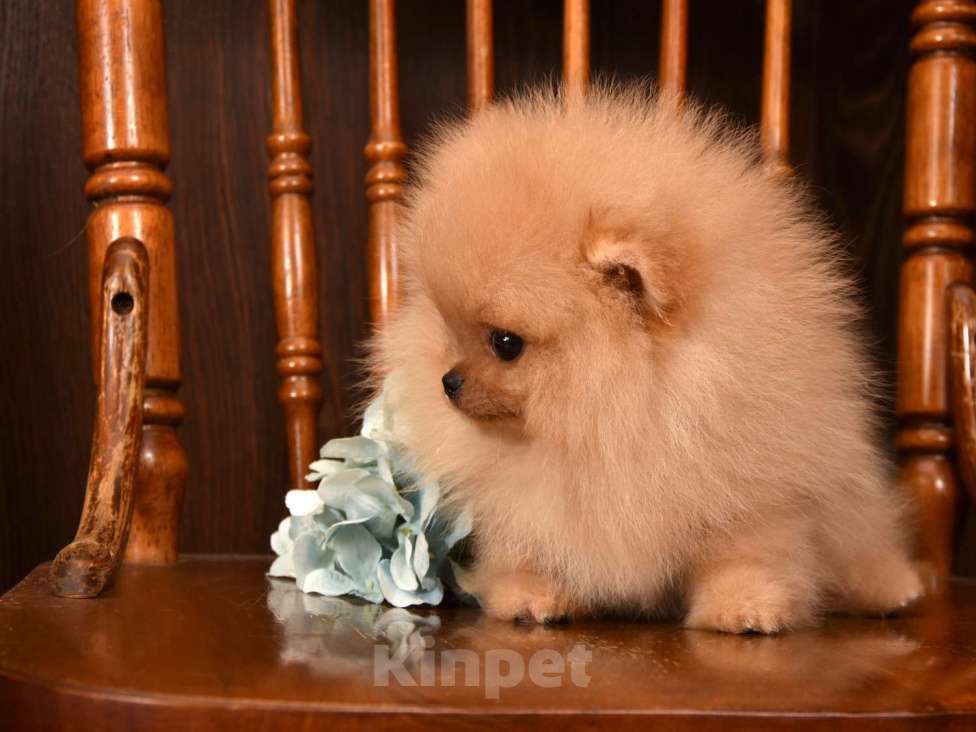 Собаки в Москве: Померанский карликовый шпиц мини мальчик Мальчик, 35 000 руб. - фото 3