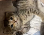 Кошки в Красноармейске: Котята в дар 1 месяц Разнополые, Бесплатно - фото 2