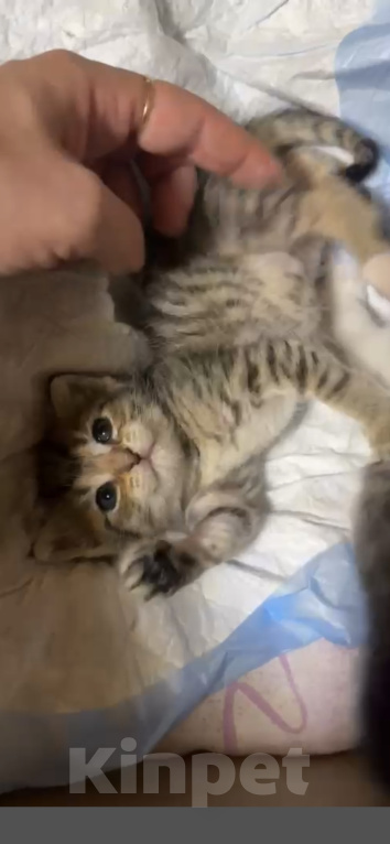 Кошки в Красноармейске: Котята в дар 1 месяц Разнополые, Бесплатно - фото 2