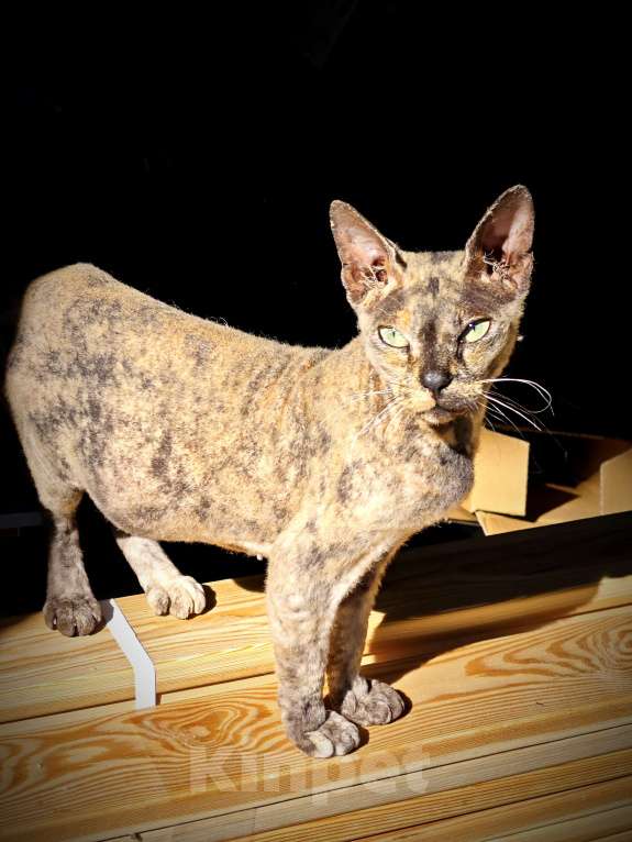 Кошки в других городах Краснодарского края: Найдена кошечка Девочка, Бесплатно - фото 2