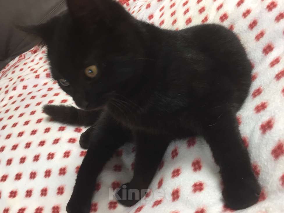 Кошки в Краснодаре: Кошечка в добрые руки Девочка, Бесплатно - фото 2