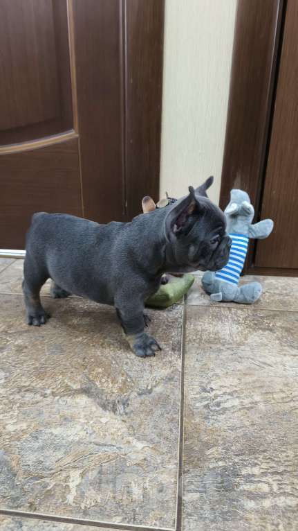 Собаки в Белореченске: Французский бульдог Девочка, Бесплатно - фото 1