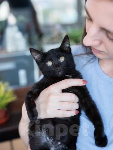 Кошки в Москве: Антрацит ищет дом Мальчик, Бесплатно - фото 2