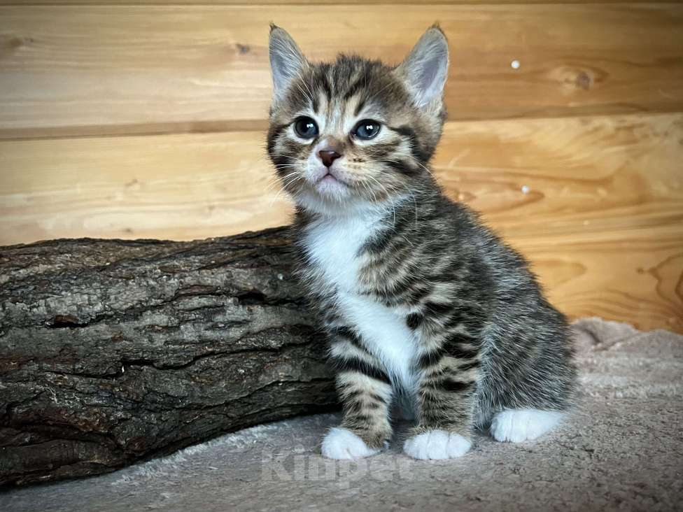 Кошки в других городах Московской области: Samsara Мальчик, 40 000 руб. - фото 2