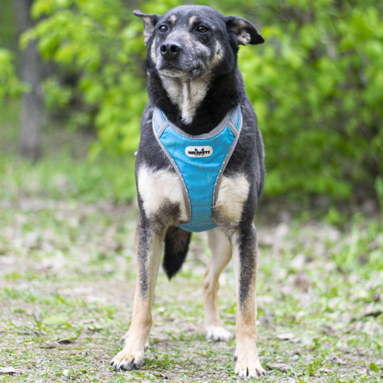 Собаки в Москве: Дейв Мальчик, Бесплатно - фото 2