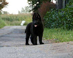 Собаки в Котельнике: Красивые щенки, 35 000 руб. - фото 7