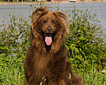 Собаки в Москве: Шоколадный бордер-колли Захар в дар  Мальчик, Бесплатно - фото 1