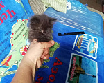 Кошки в Малмыже: Девочка Девочка, 1 500 руб. - фото 2