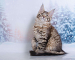 Кошки в Кудымкаре: Котенок Мейн кун кот., 20 000 руб. - фото 6