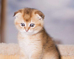Кошки в Лянторе: Золотой шотландский кот, 50 000 руб. - фото 1