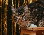 Кошки в Екатеринбурге: Котёнок Мейн-кун Девочка, 12 000 руб. - фото 10