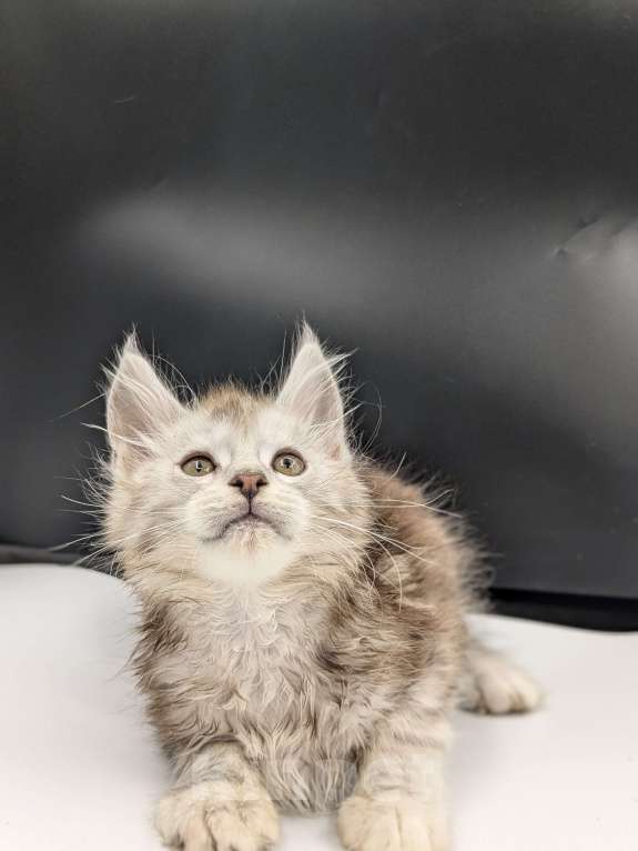 Кошки в Москве: Мейнкун  Мальчик, 70 000 руб. - фото 3