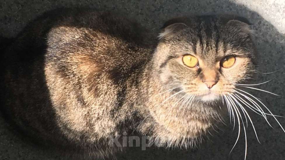 Кошки в Щелково: Кошечка в добрые руки  Девочка, Бесплатно - фото 3