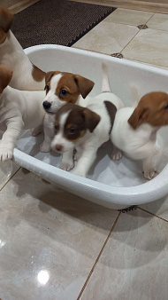 Продаются щенки