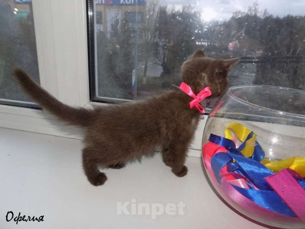 Кошки в Москве: Бомбейские котята Девочка, 15 000 руб. - фото 9