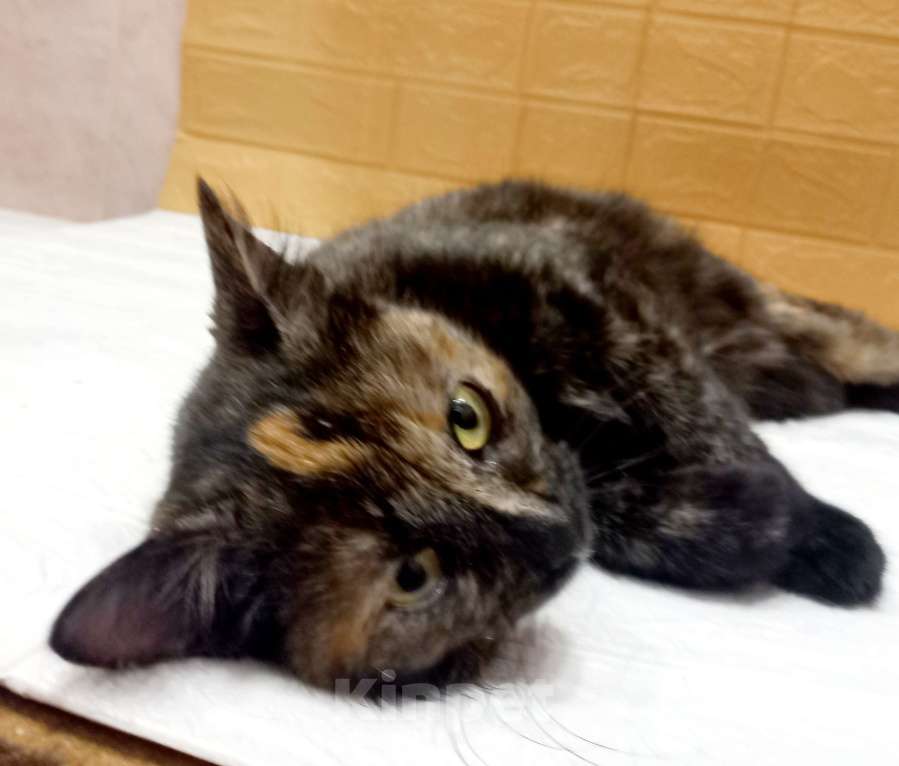 Кошки в Москве: Ласковая кошечка черепахового окраса- 1 год Девочка, 300 руб. - фото 5