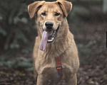 Собаки в Москве: Гранат, пёс с большим и добрым сердцем Мальчик, Бесплатно - фото 3