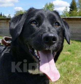 Собаки в Москве: Боня Девочка, Бесплатно - фото 2