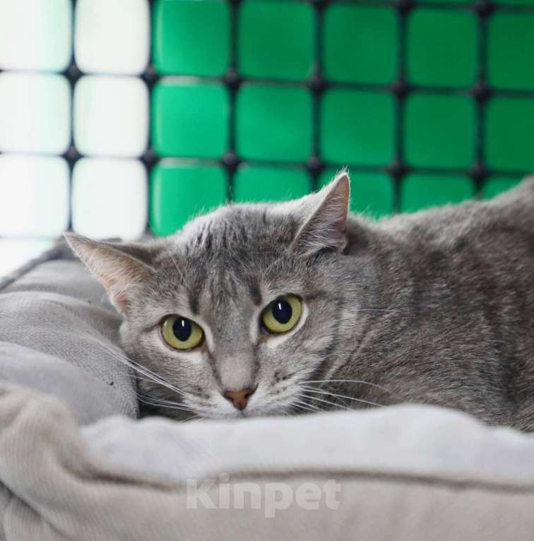 Кошки в Москве: Кошка-невидимка Есения в добрые руки Девочка, Бесплатно - фото 2