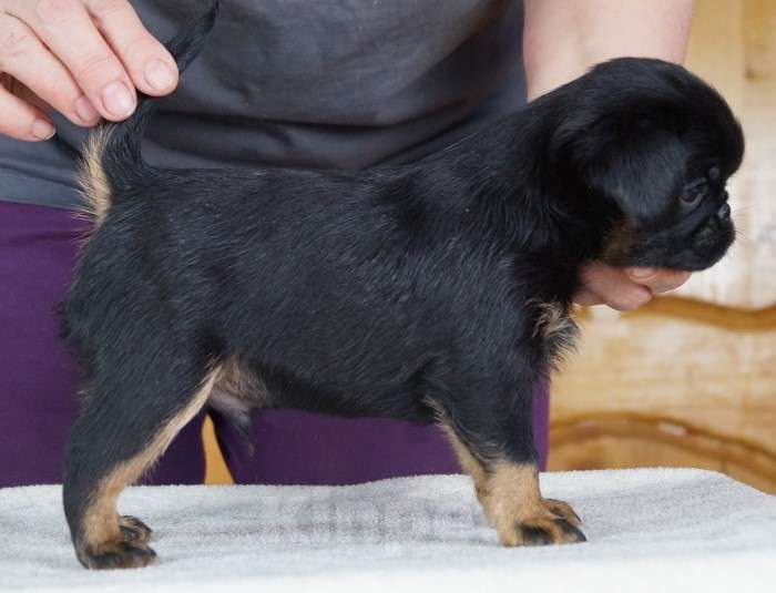 Собаки в Москве: ОНИКС мальчик брабансон Мальчик, 80 000 руб. - фото 3