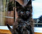Кошки в Москве: Мейн Кун котик черный Мальчик, 25 000 руб. - фото 1