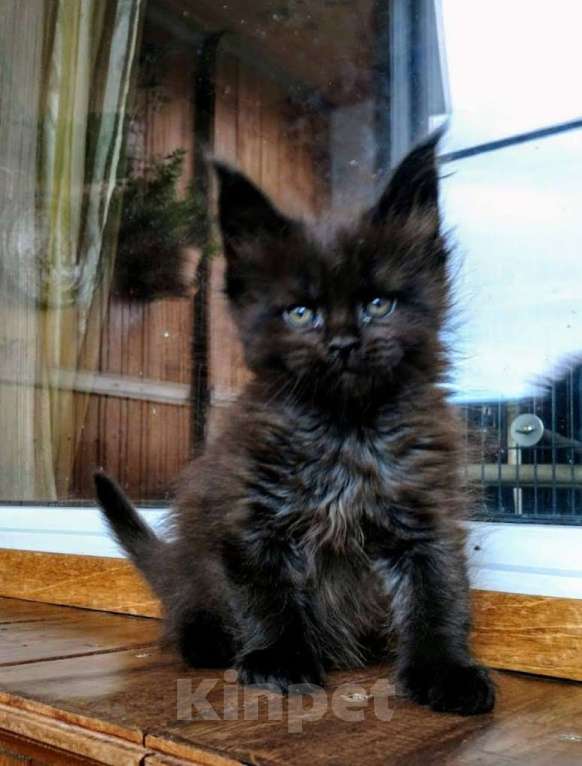 Кошки в Москве: Мейн Кун котик черный Мальчик, 25 000 руб. - фото 1